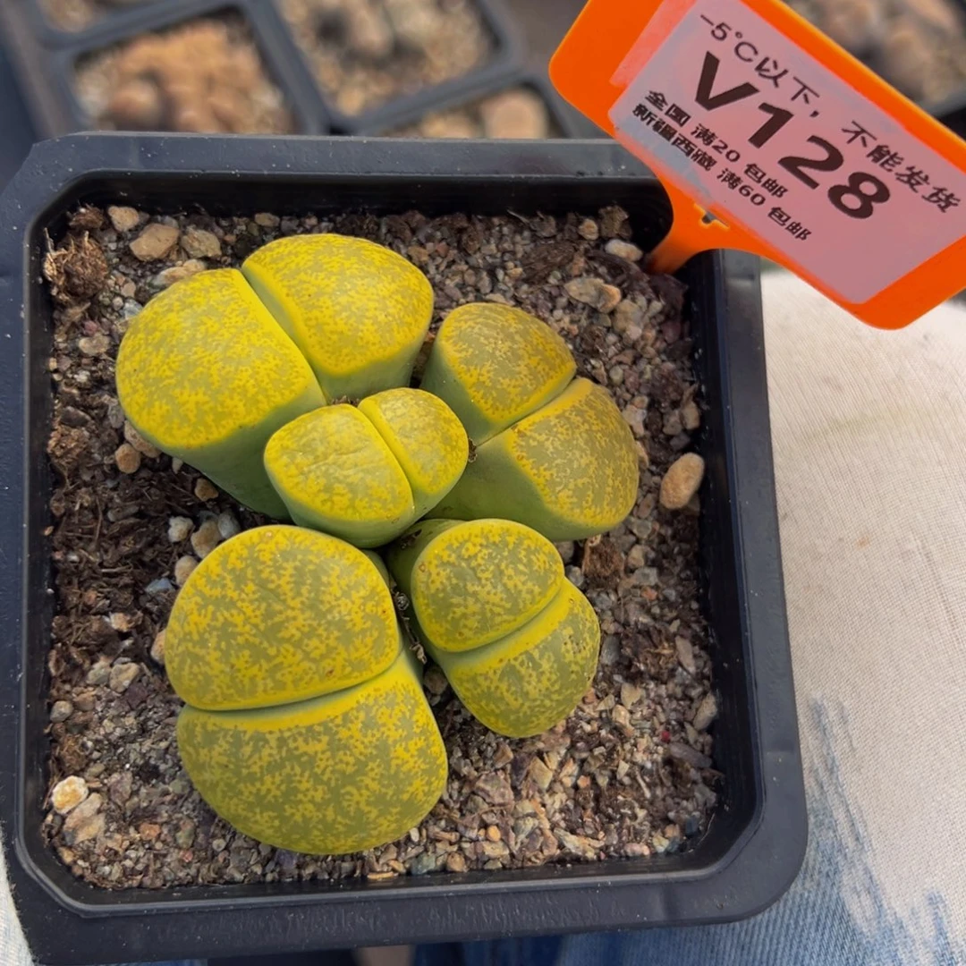 128 一物一拍，默认有伤，介意勿拍，不退不换