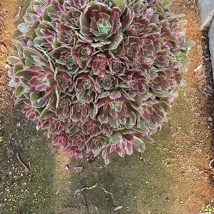 多肉植物青丝锦…………