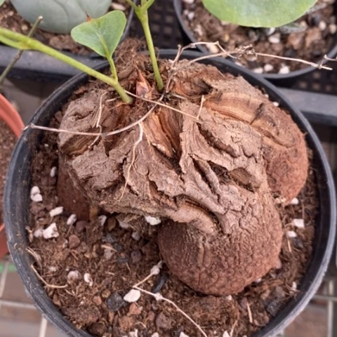 大象足龟甲龙9仙人球