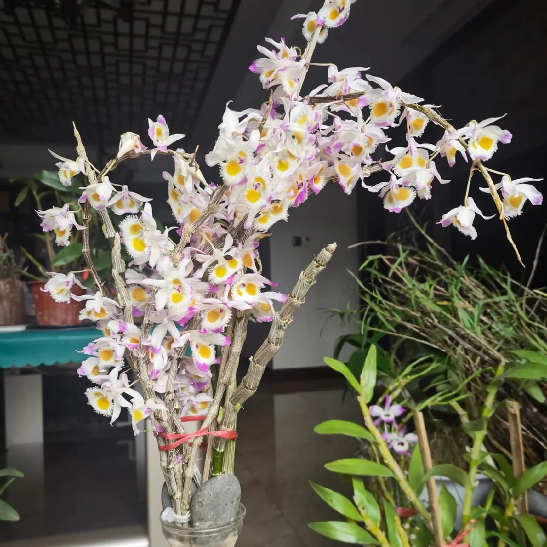 云南紫皮石斛大丛苗 年底开花 可吃 可种 可赏花