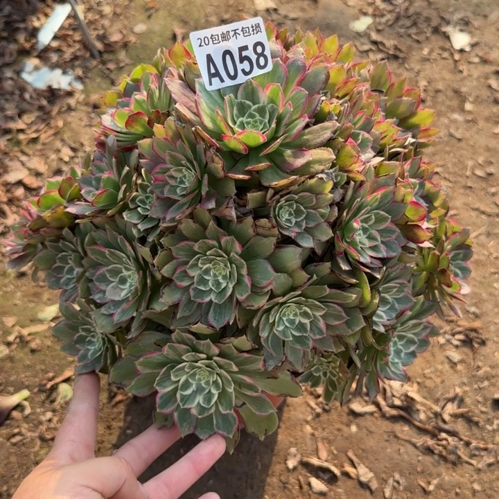 水晶莲花……多肉植物……