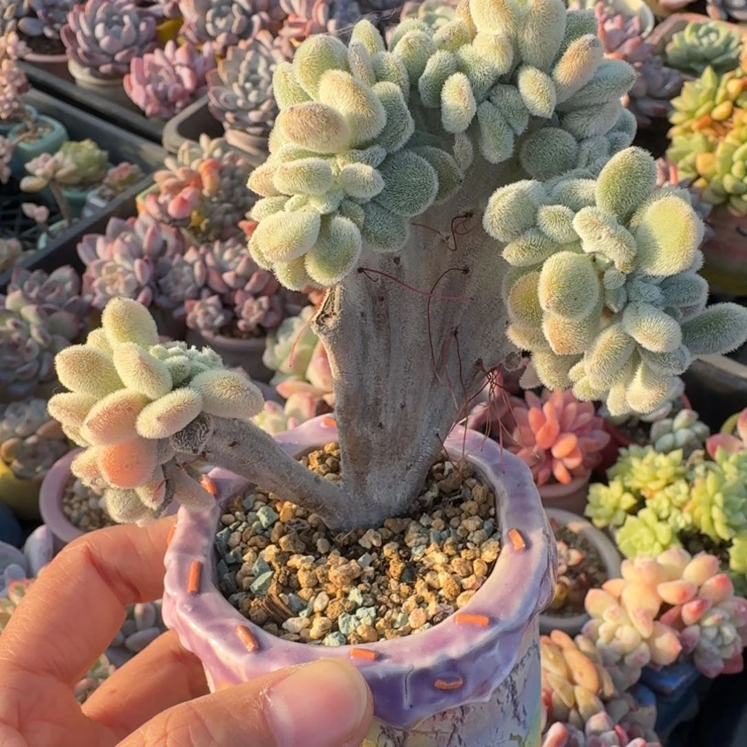 雪晃星缀 多肉含盆土 一物一拍 30元包邮除偏远