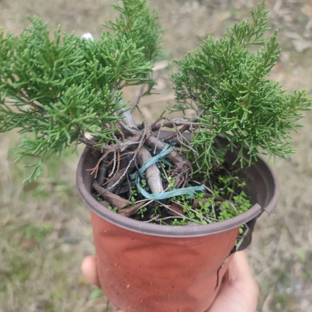 原生西鱼川柏树苗