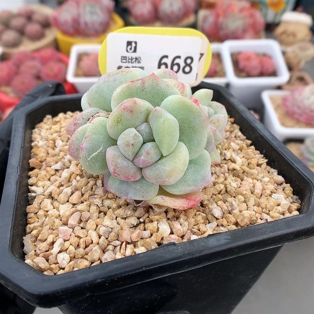 一***_668 冰玉石化多肉