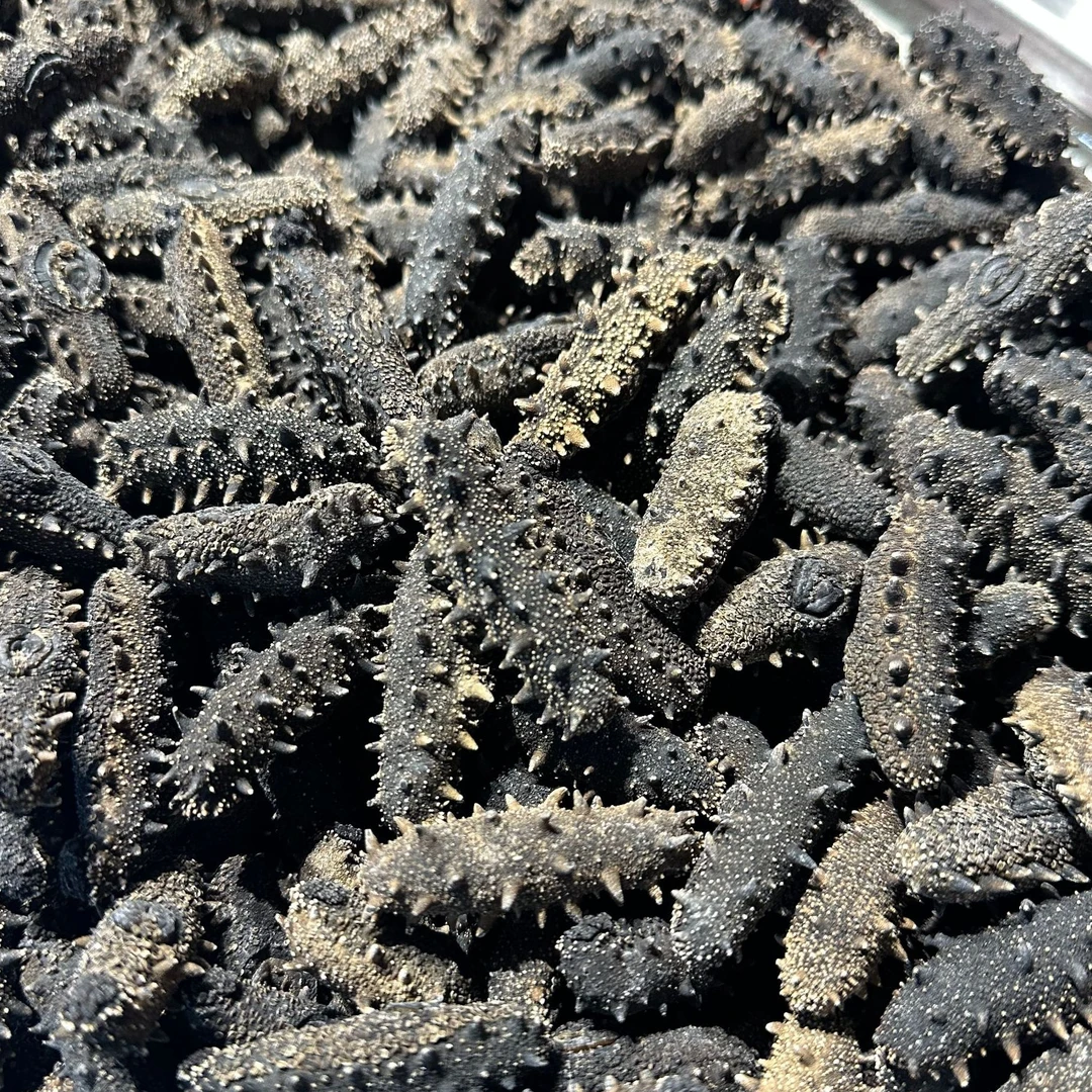 大连沙山国标纯淡干海参（50~70头/斤）