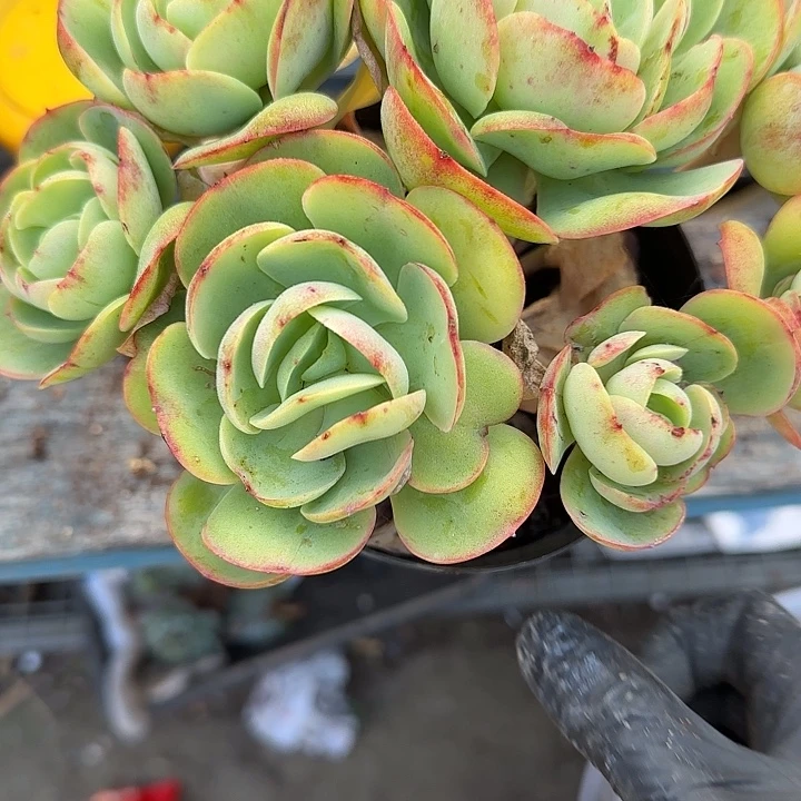 青蛙王子儿童牙膏套装1