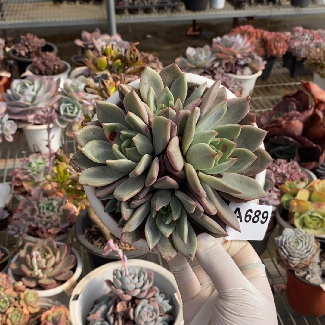 689夜魔侠多头一物一拍