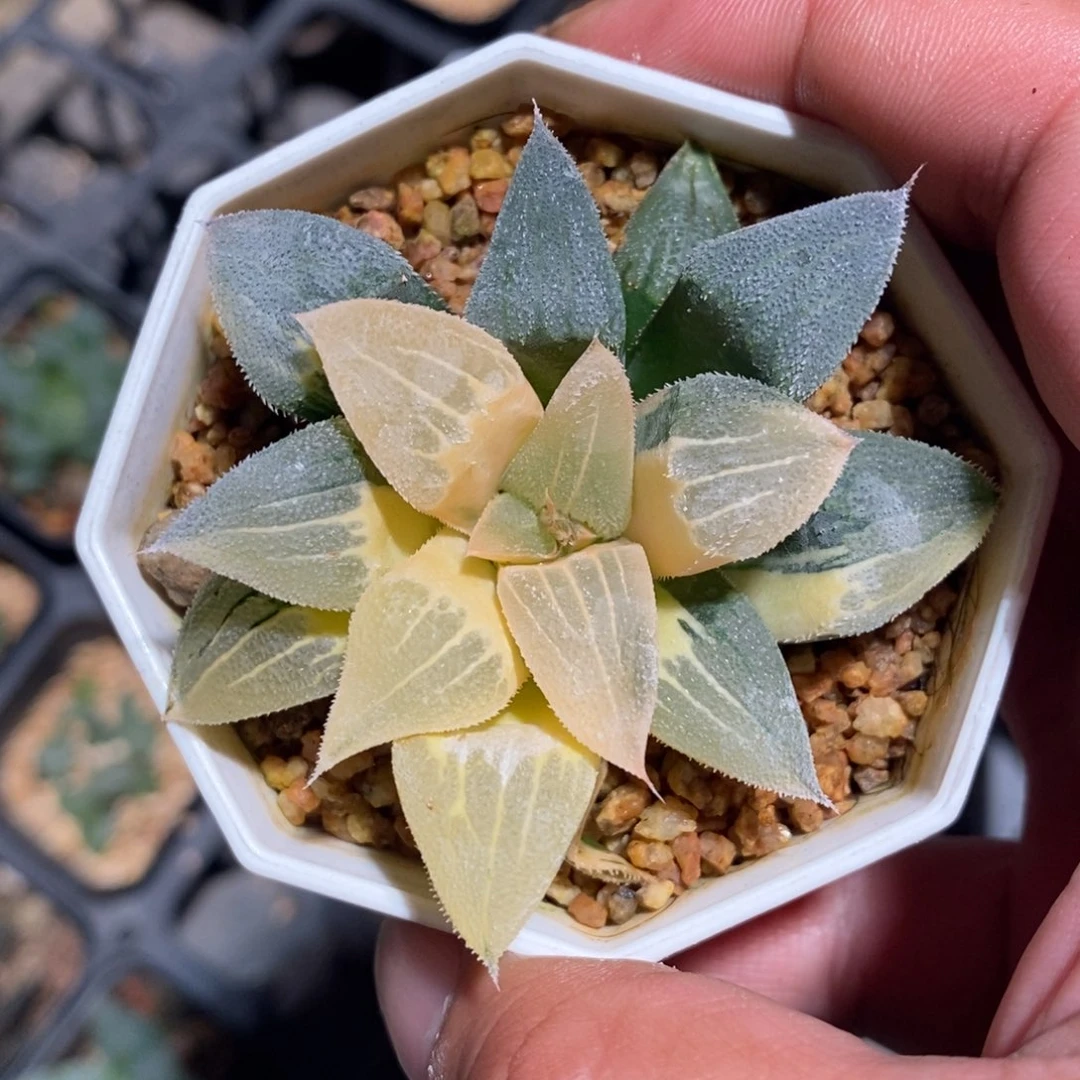 一颗实生磨面寿锦 特价
