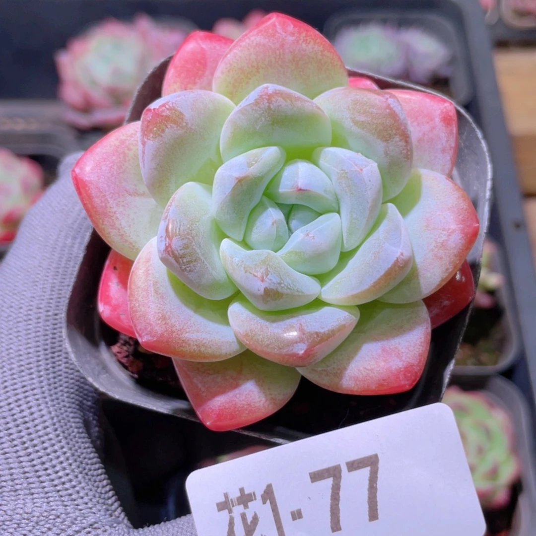 花利美 1-77冰玉