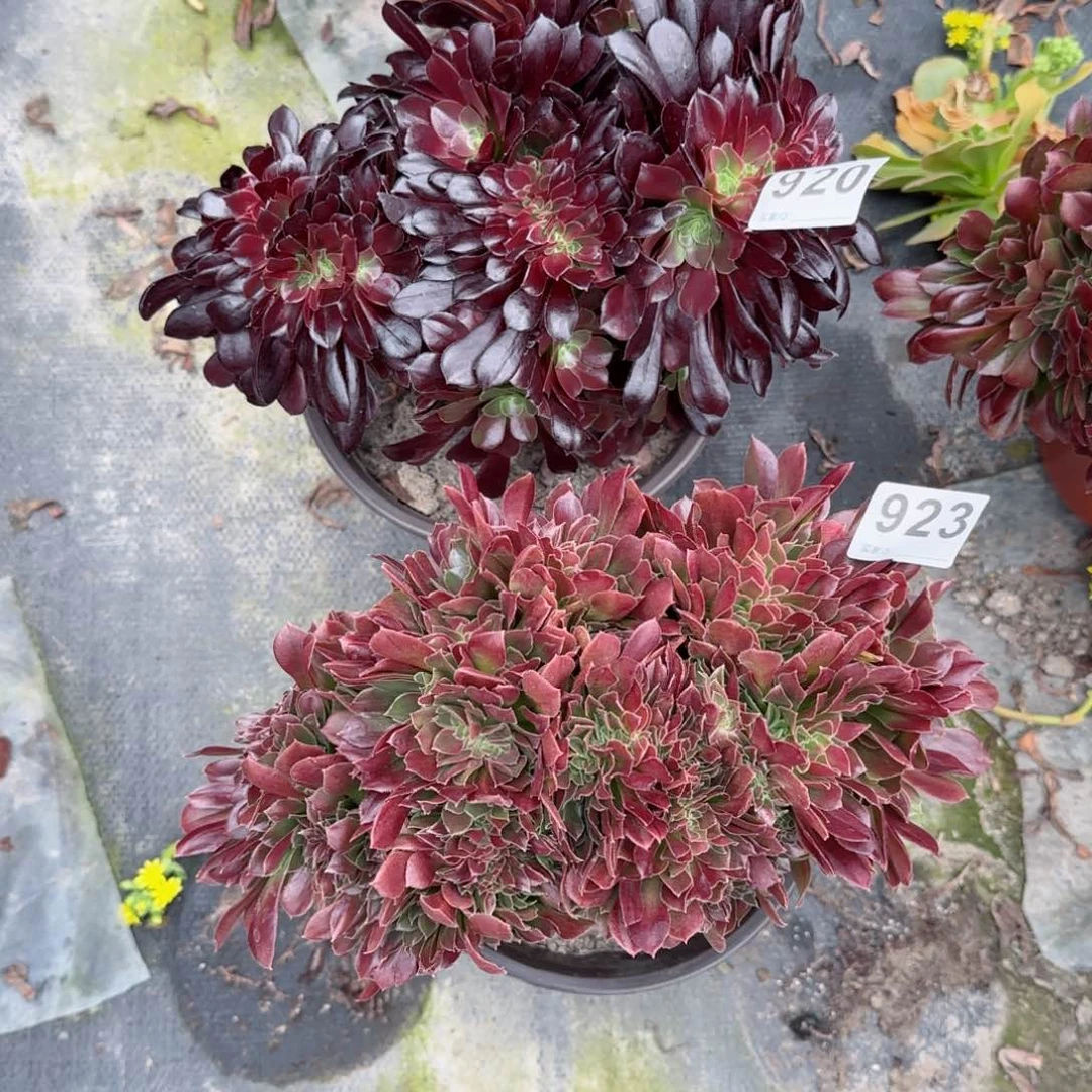 皮**！923920多肉植物两棵