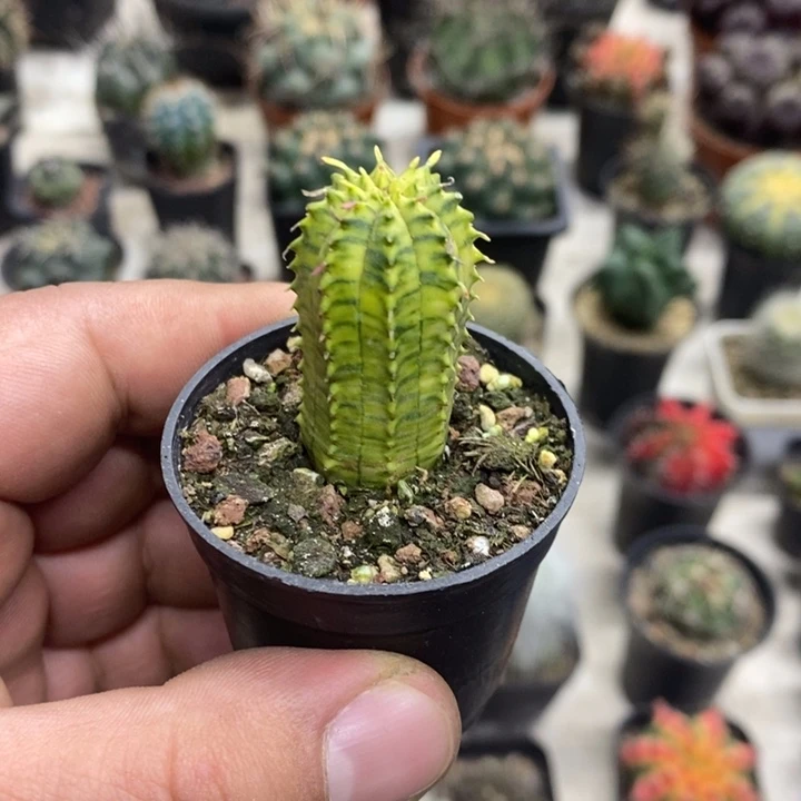 泰布锦特价福利包邮