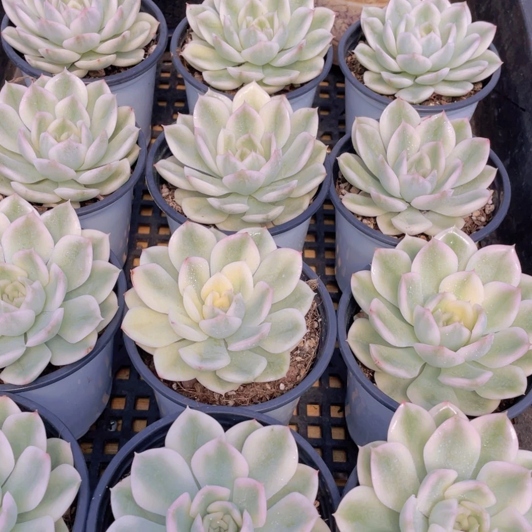 量拍47号 月亮仙子大单头一个