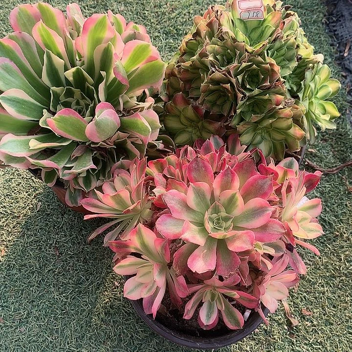 958三颗多肉植物