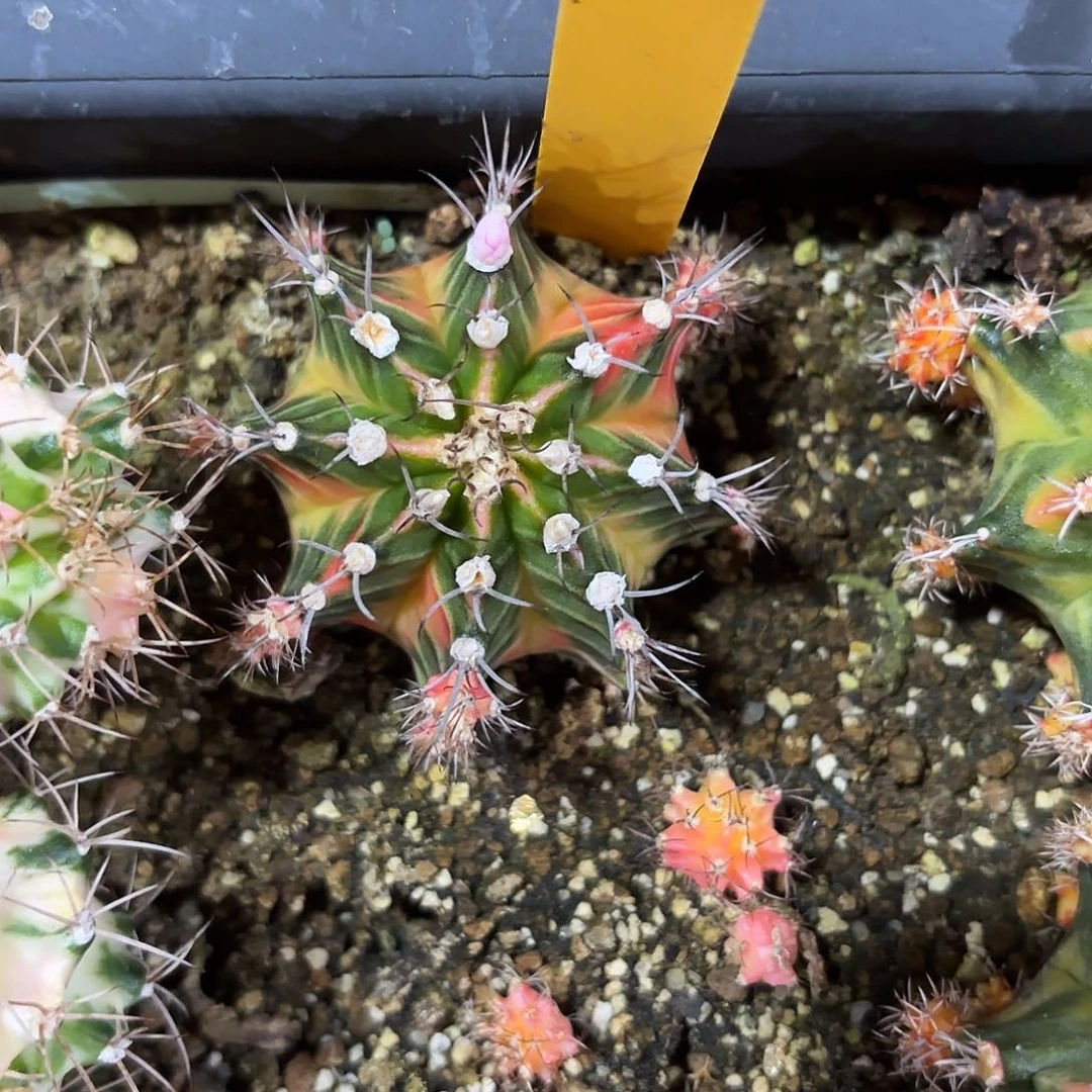 312-1023泰国发货多肉