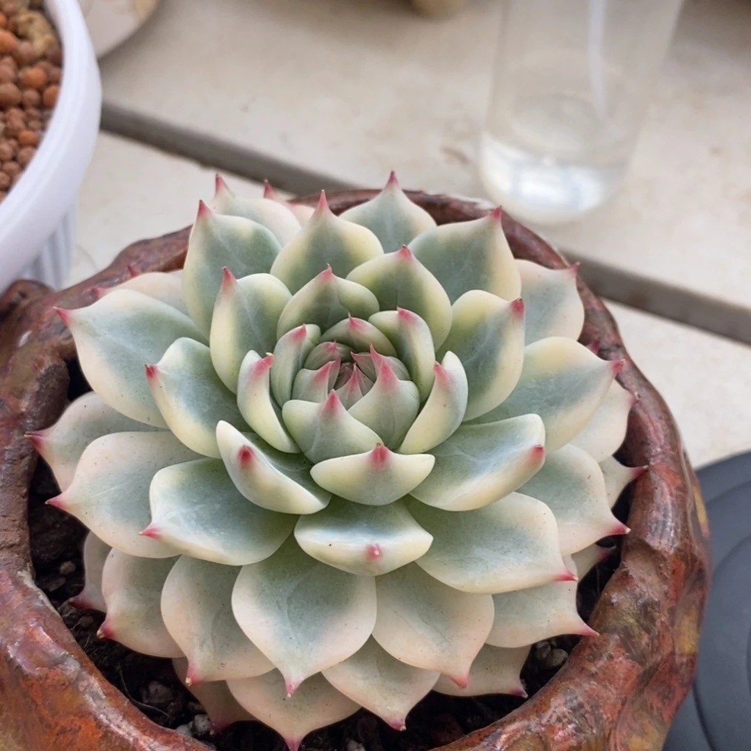 拜***饿吉娃娃锦多肉植物