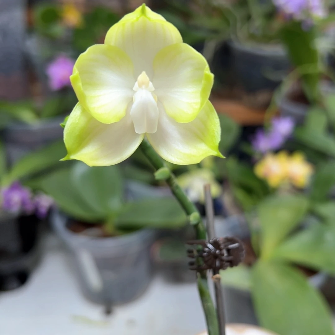 当前无花栽培后可以开花青柠蝴蝶兰