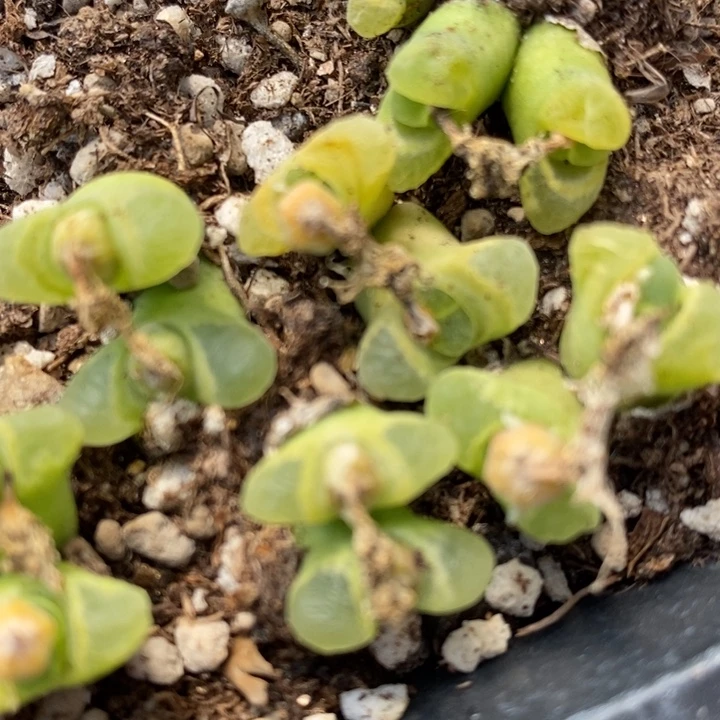 双头奶-瓶风铃一颗