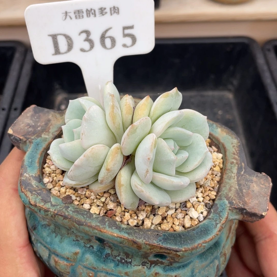 365飘雪不带盆7厘米