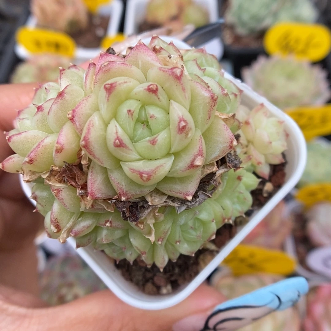 女王玫瑰群生4755号