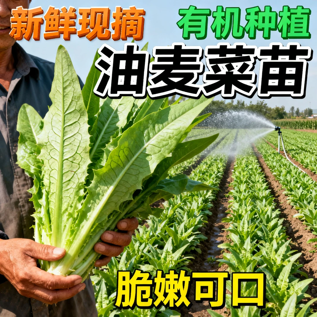 油麦菜苗秧苗麦香味油麦菜广东小叶圆叶香甜生菜苗水培四季蔬菜苗