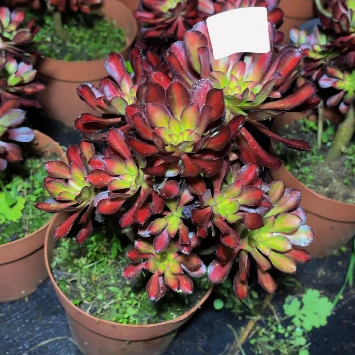 云南魅力好看1号拍拍拍