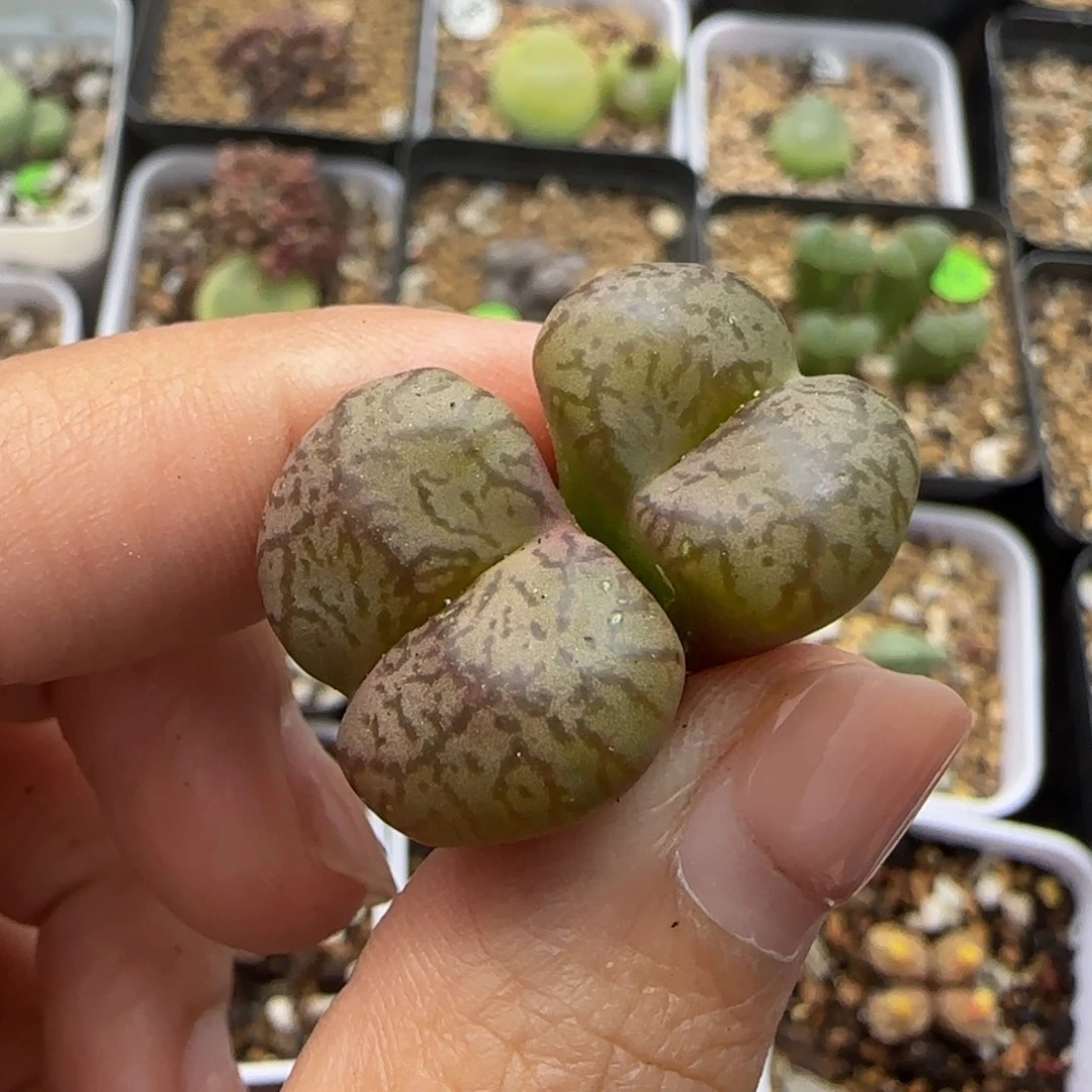 漂亮杂交多肉植物113