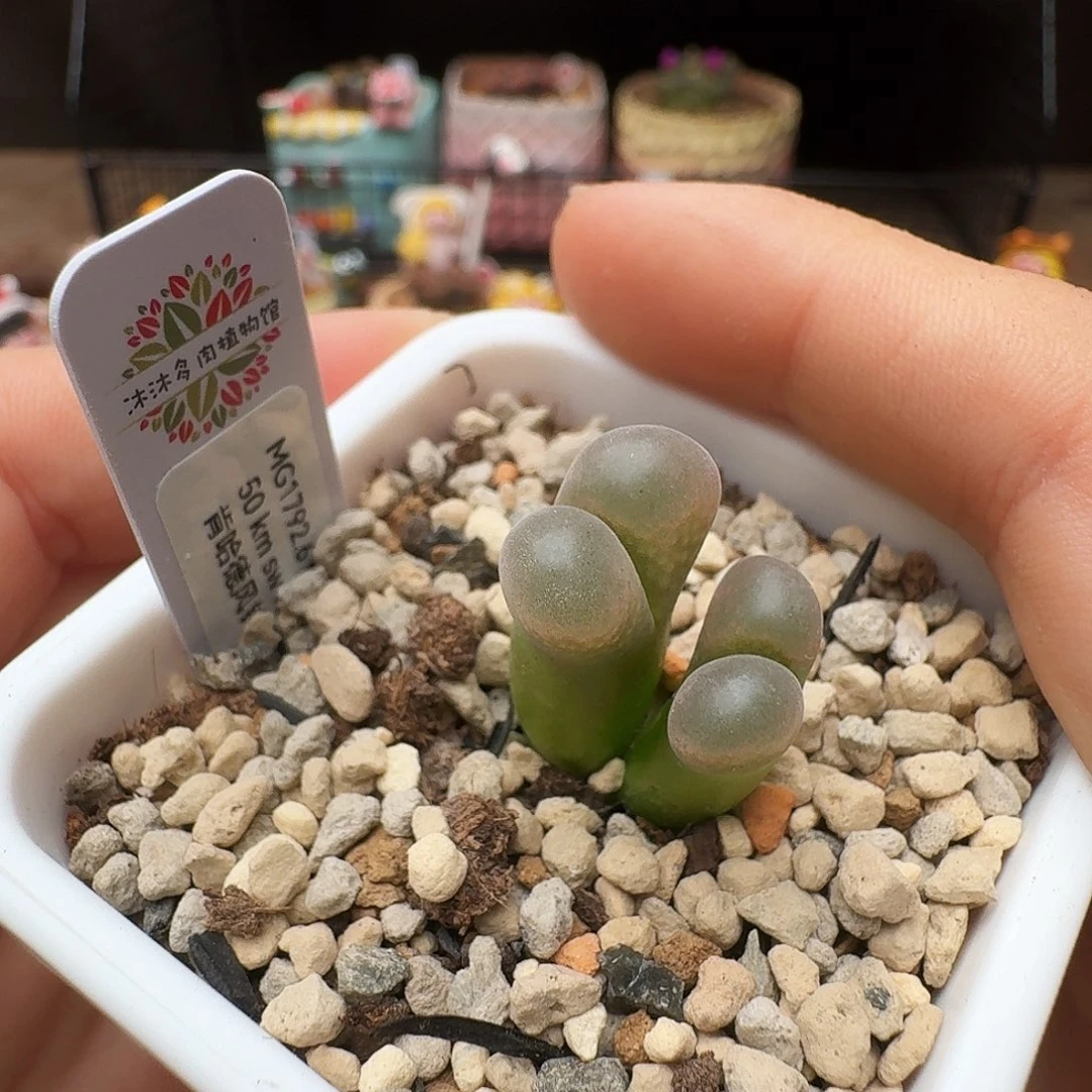 多肉植物福利风铃捡漏708