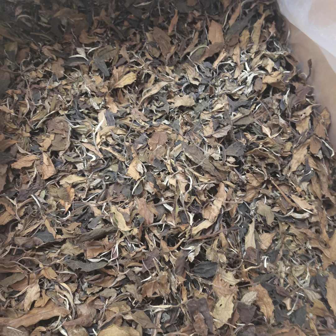 2024年景迈山白茶