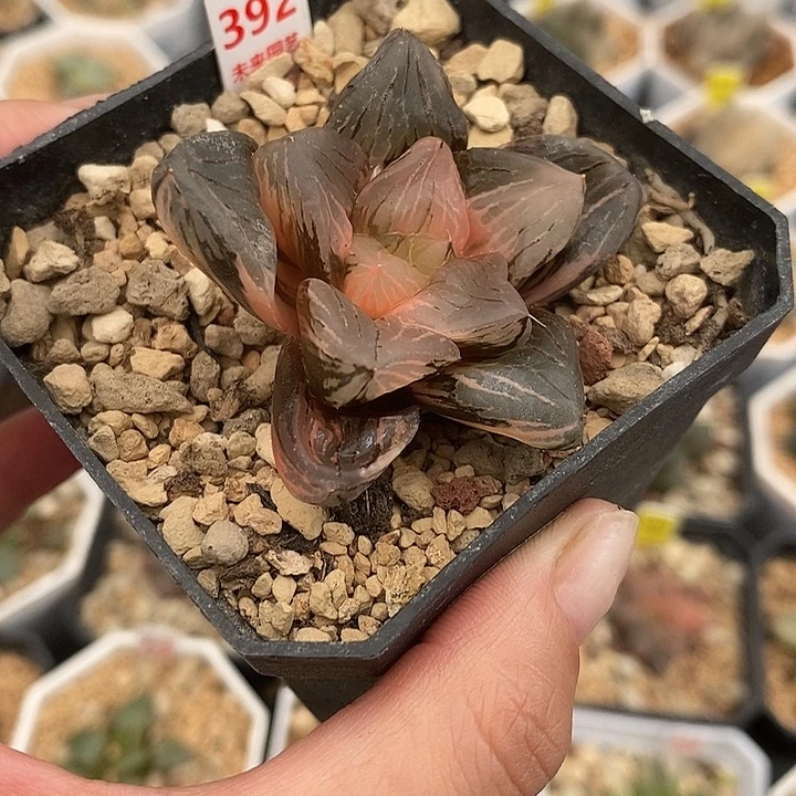 欣****392玉潭寿锦一物一拍