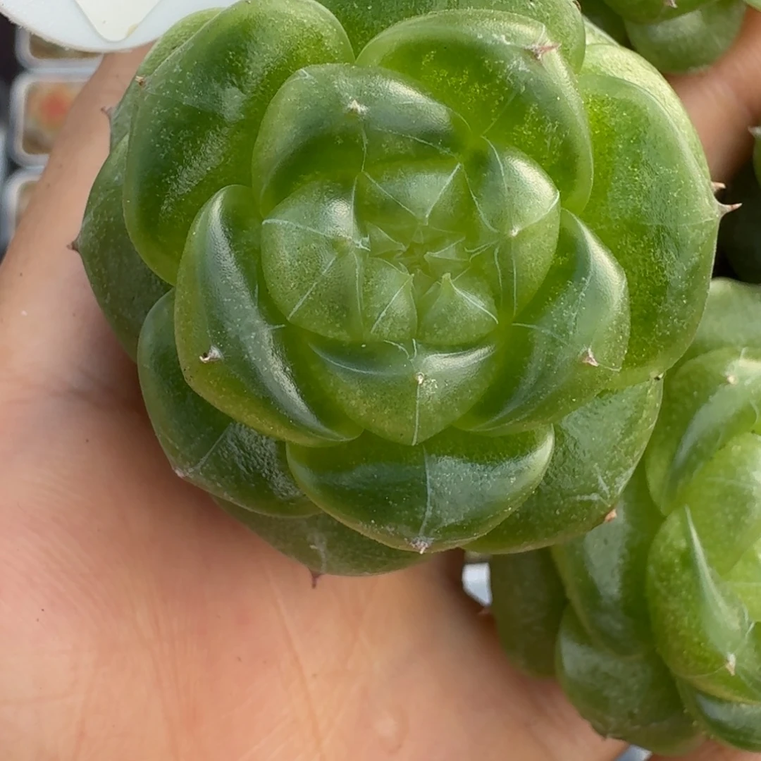 0922-74-无双单头量拍