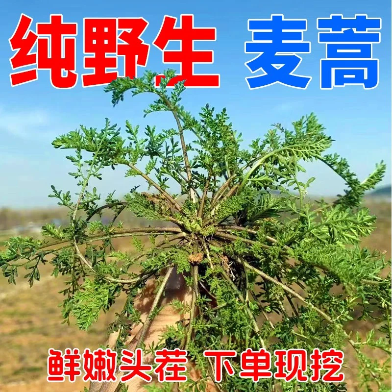 【新鲜麦蒿野生】山西发货播娘蒿米米蒿野菜黄蒿苦蒿饺子馅
