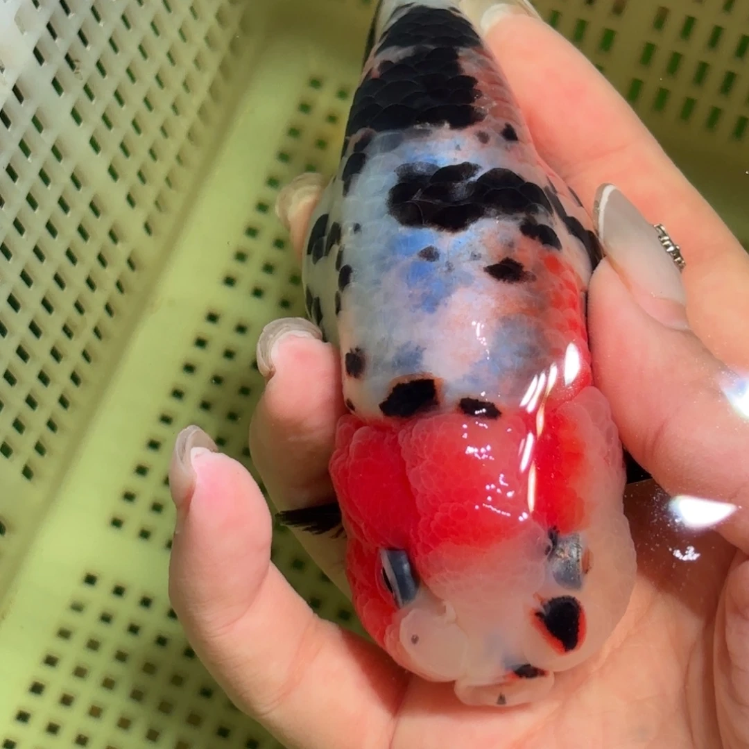 慎***敬金鱼拍包装包邮，不拍包装运费到付