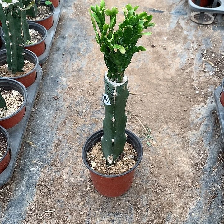 741嫁接蟹爪兰：橙红索三色