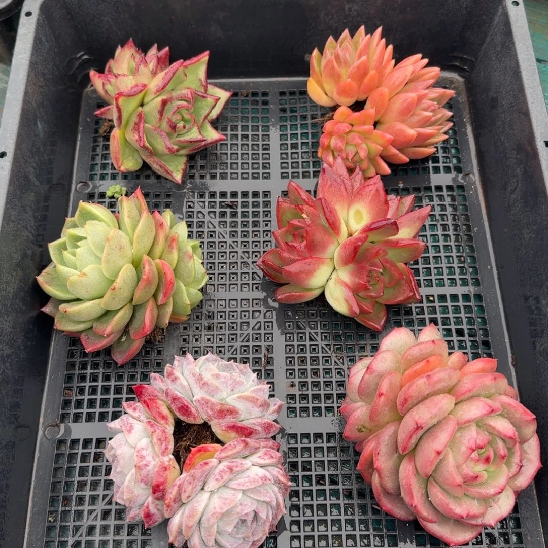 从前慢多肉精选编号1120.27