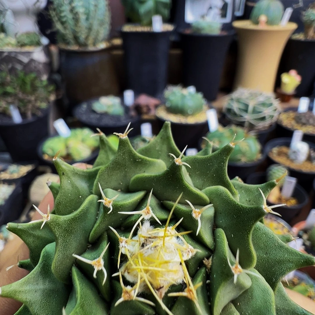 帝冠仙人球脱土发货