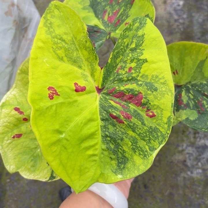 完全开放泰国彩叶芋5