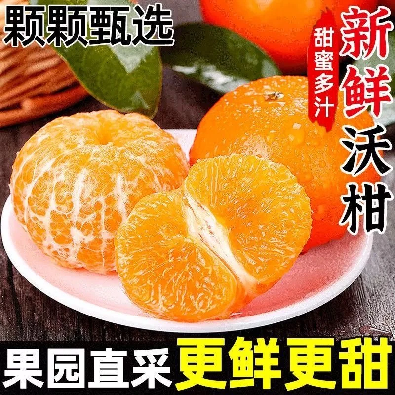 正宗哀牢山高原沃柑应季头茬尝鲜水果新鲜采摘产地直发