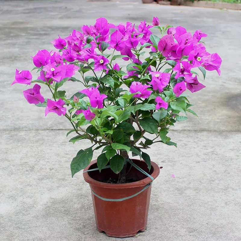 云南紫三角梅花卉绿植