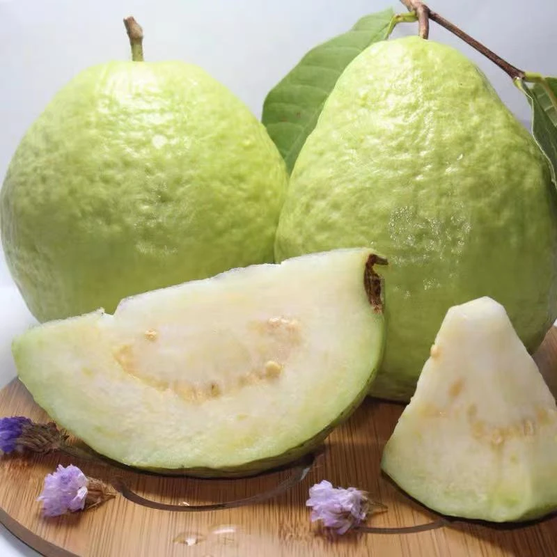 牛乳芭乐 香甜软糯新鲜采摘 1件2.5斤起辽宁发货