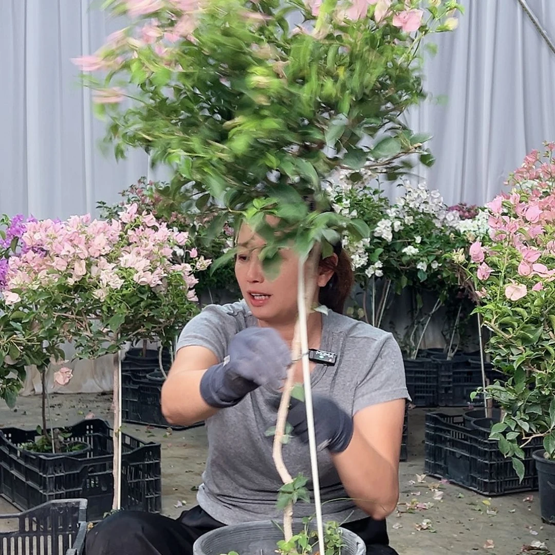 芳***草当前无花栽培后可以开花B98魔法樱花
