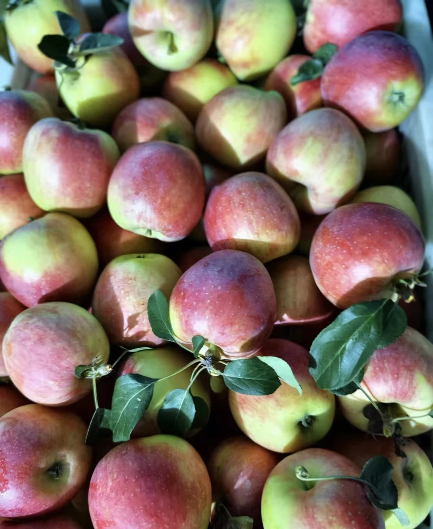山东蒙阴鲁丽苹果现摘现发