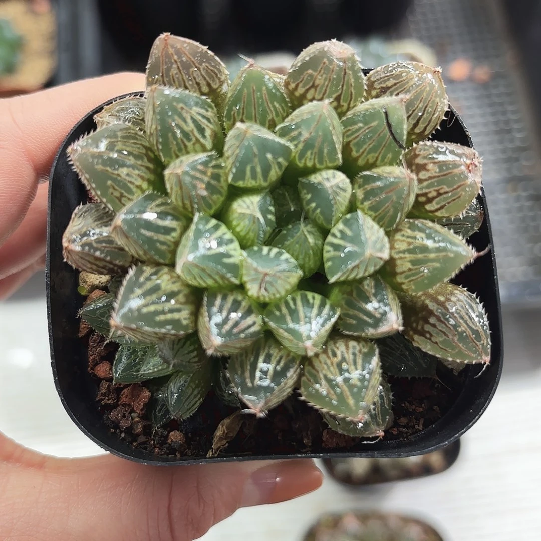 粉楼兰玉露多肉植物