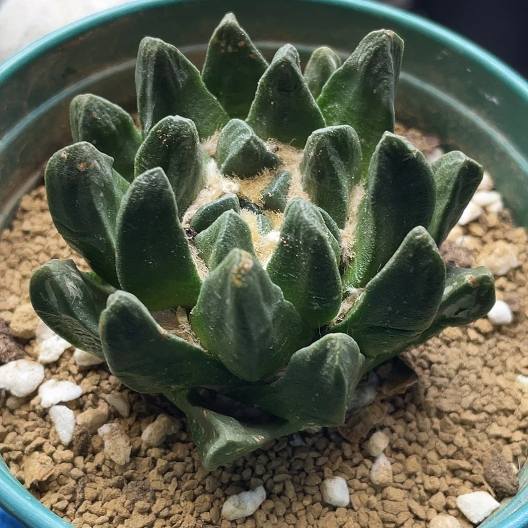 冷***情龙角牡丹专拍开播福利