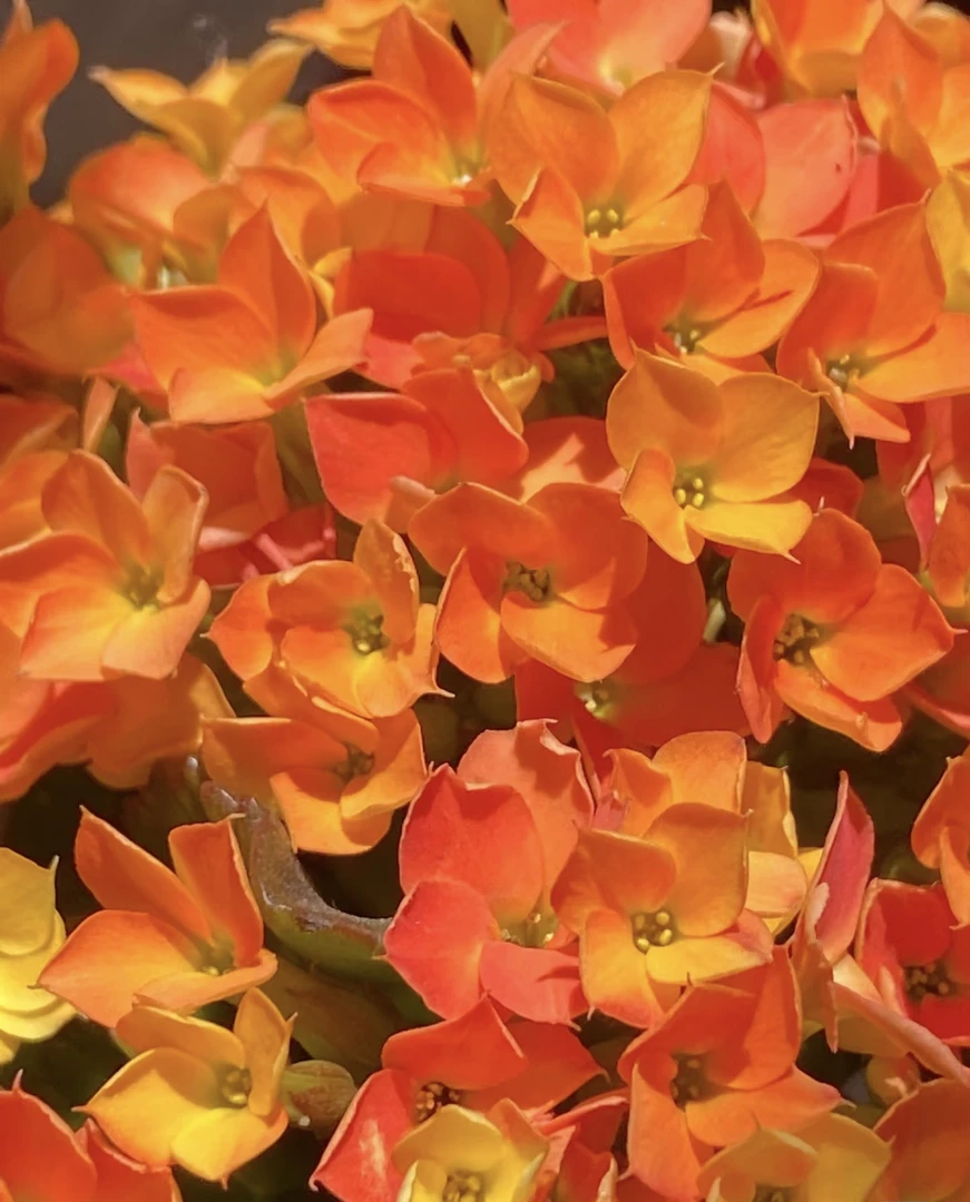 （金陵 110盆）基地直发长寿 稀有单瓣大花品种 室内懒人花