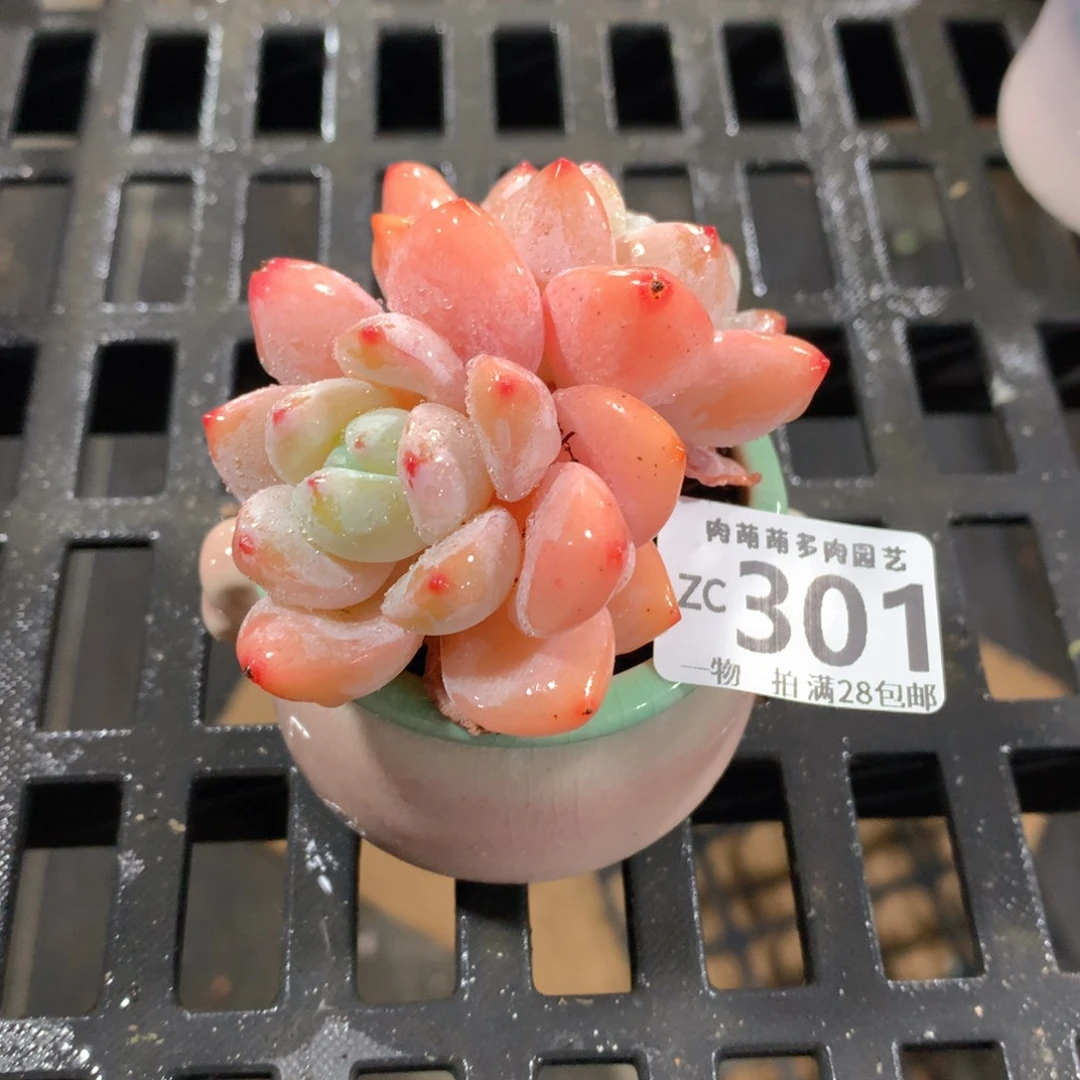 肉萌萌拇指盆精控多肉ZC301