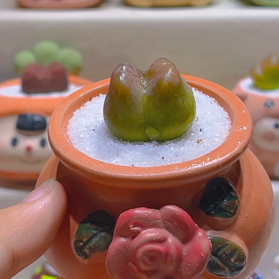 082高端多肉带盆带土