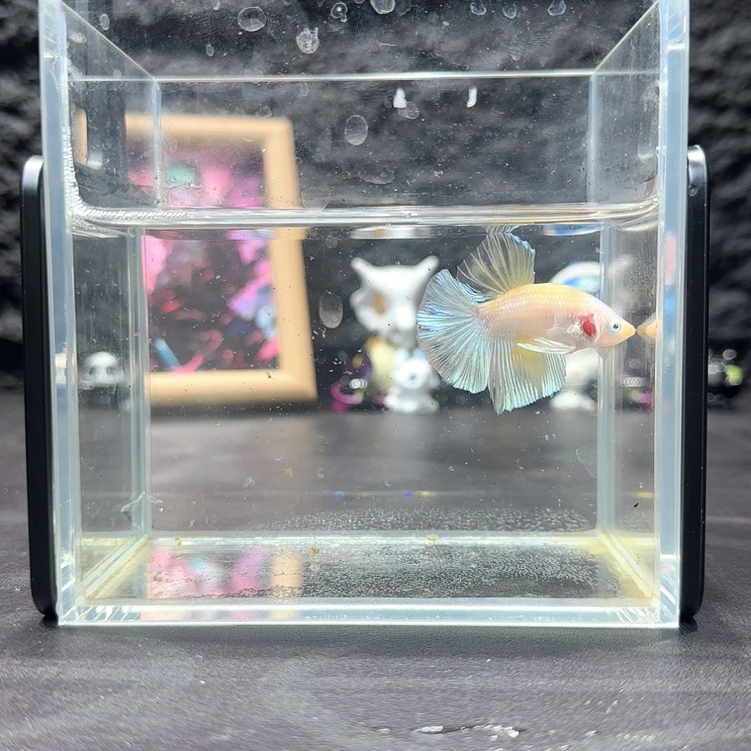 斗鱼十二月二十八号