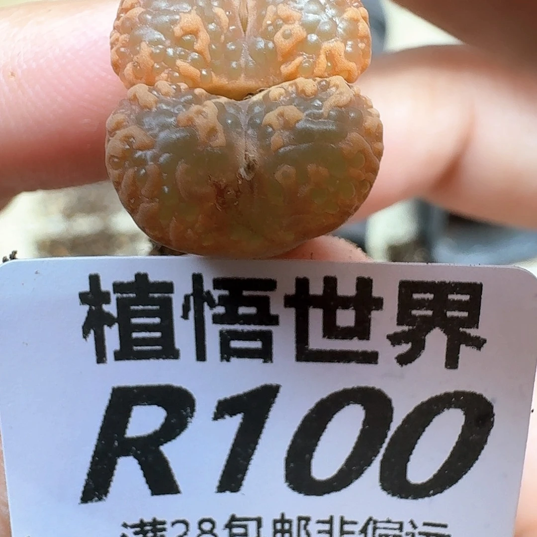 多肉植物的润泽和fc