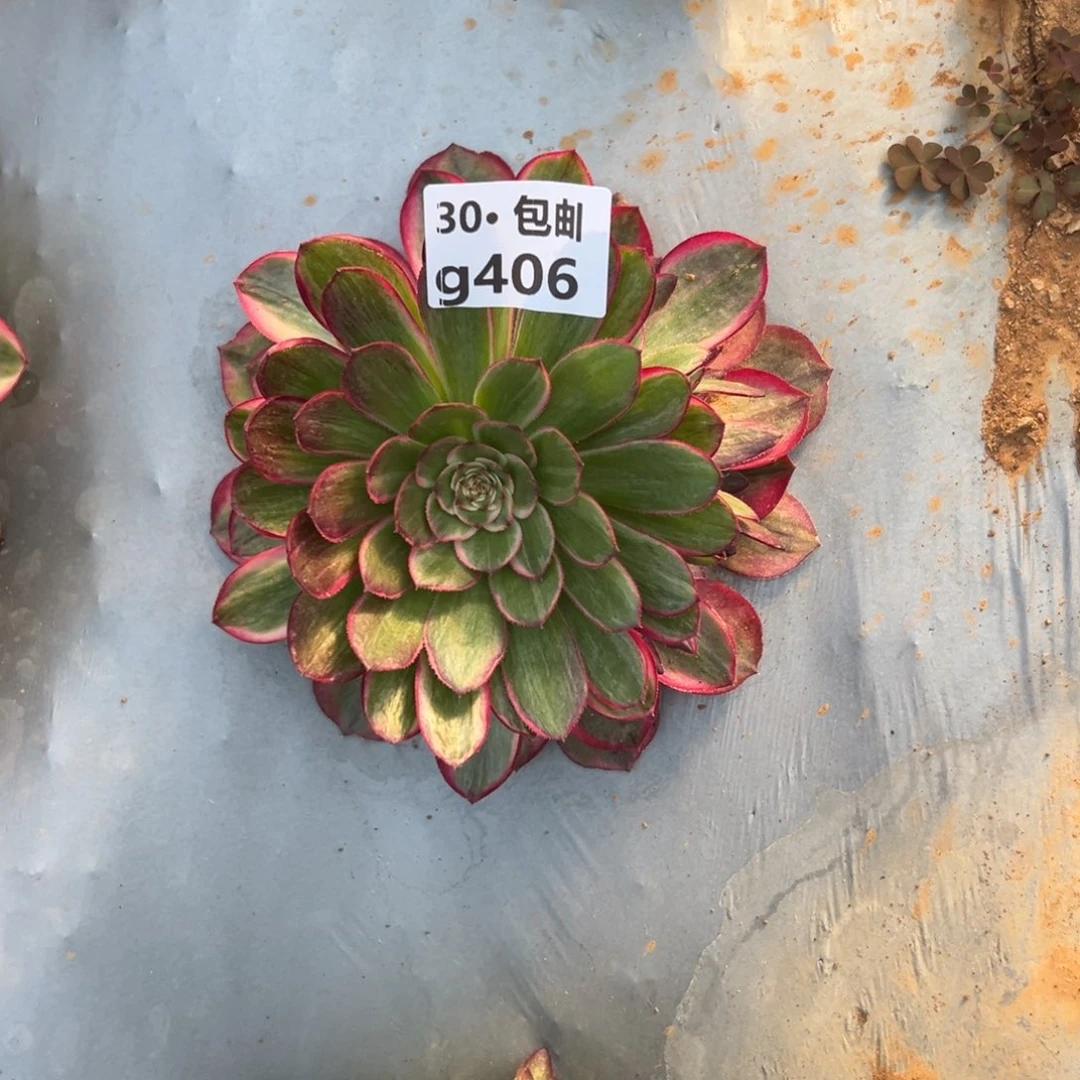 406 多肉法师新品