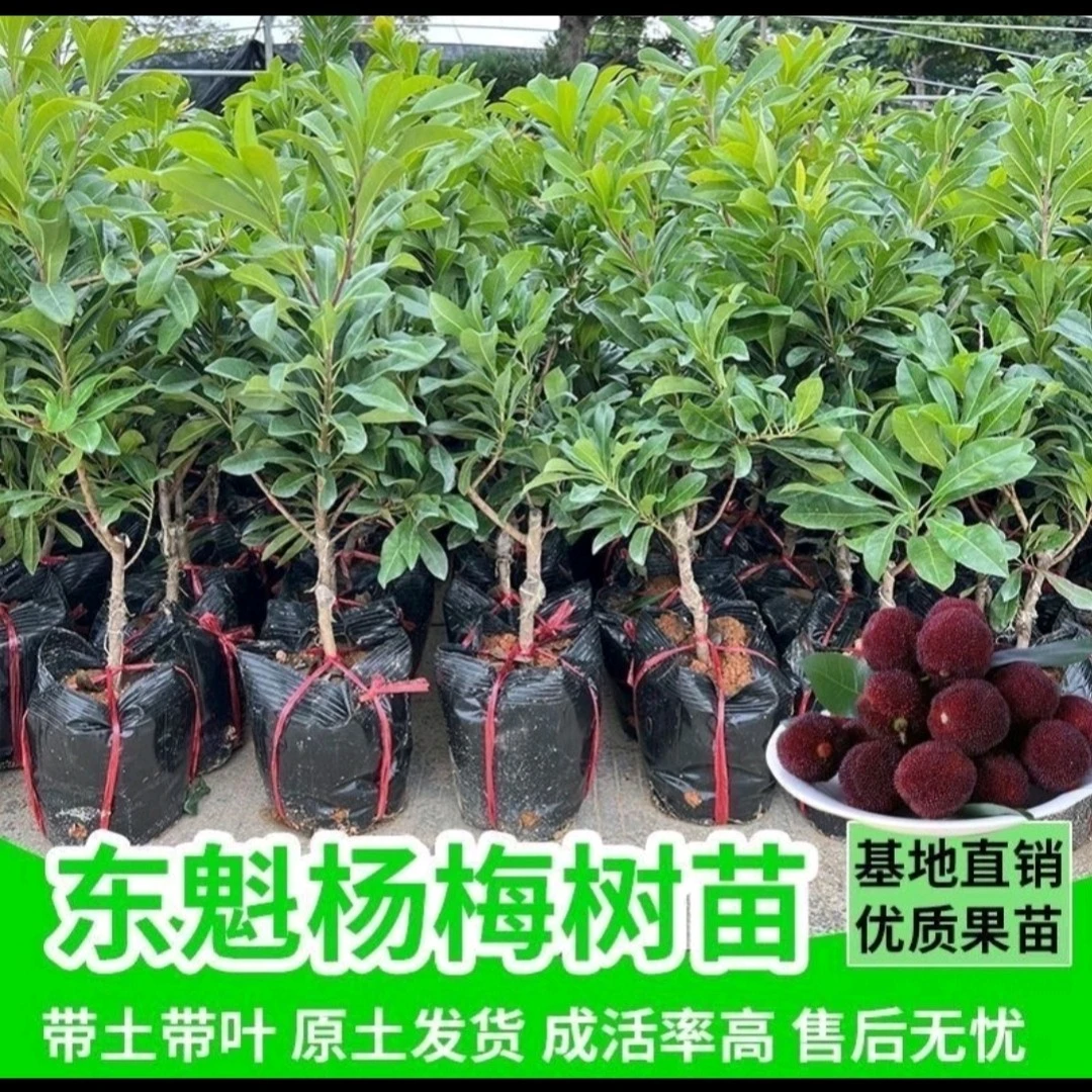 （带土带叶）东魁杨梅树苗嫁接大果早熟适合南北方种植当年结果